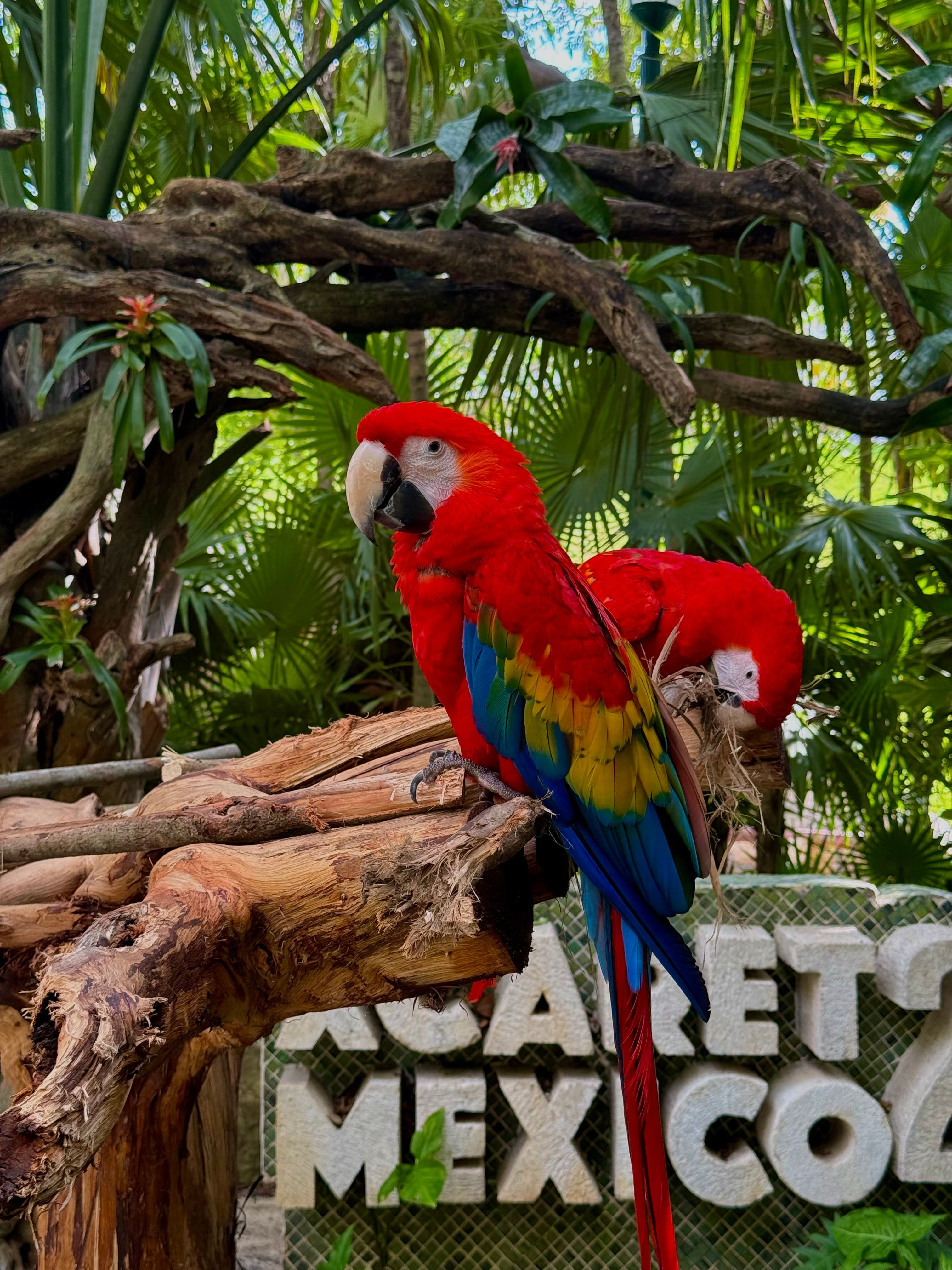 Resort tropical